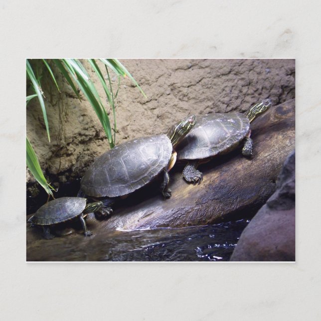 Postal Tortugas (Anverso)