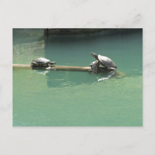 Postal Tortugas