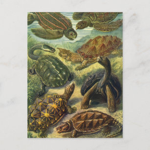 Postal Tortugas antiguas y tortugas marinas por Ernst Hae