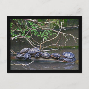 Postal Tortugas apiladas arriba