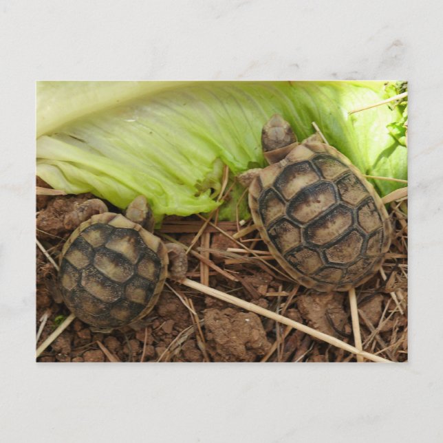 Postal Tortugas de Baby Hermans (Anverso)