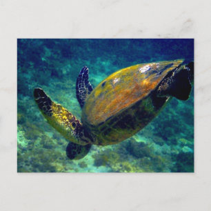 Postal Tortugas del mar Verde