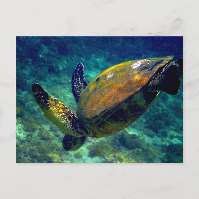 Postal Tortugas del mar Verde (Anverso)