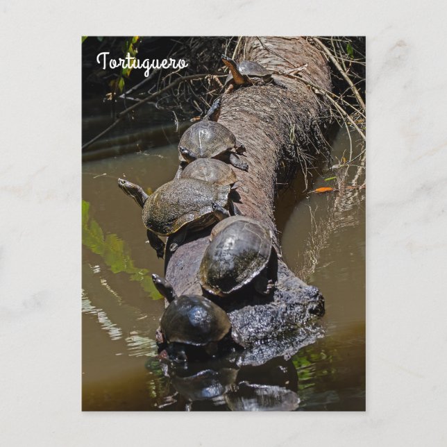 Postal Tortugas en el Parque Nacional Tortuguero - Costa  (Anverso)