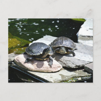 Postal Tortugas gemelas -