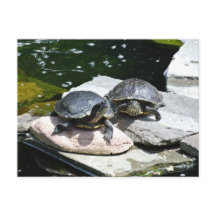 Tortugas gemelas -