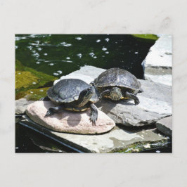 Postal Tortugas gemelas -