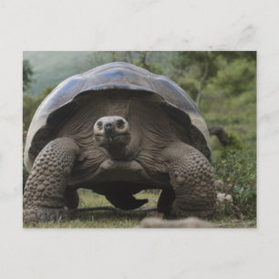 Postal Tortugas gigantes de Galápagos