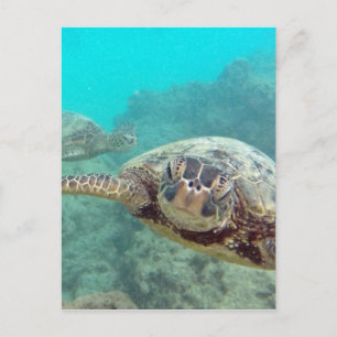 Postal Tortugas Hawaii - Honu