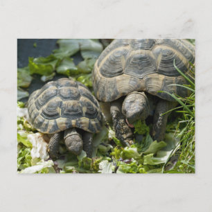 Postal Tortugas Lindas