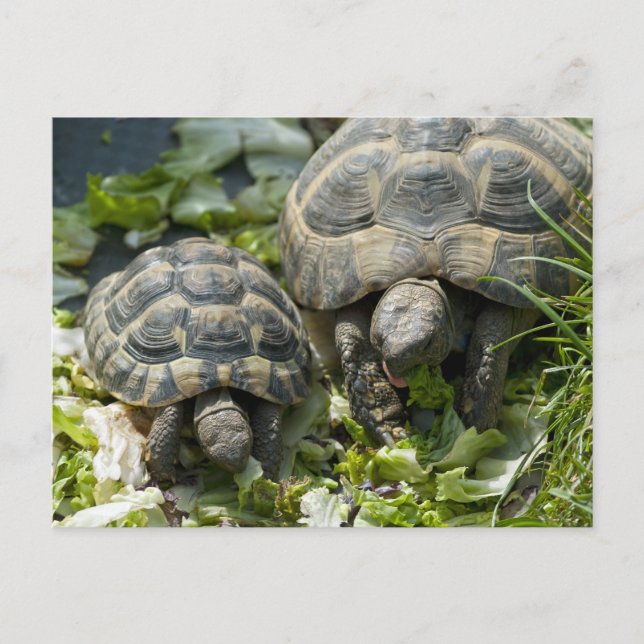 Postal Tortugas Lindas (Anverso)