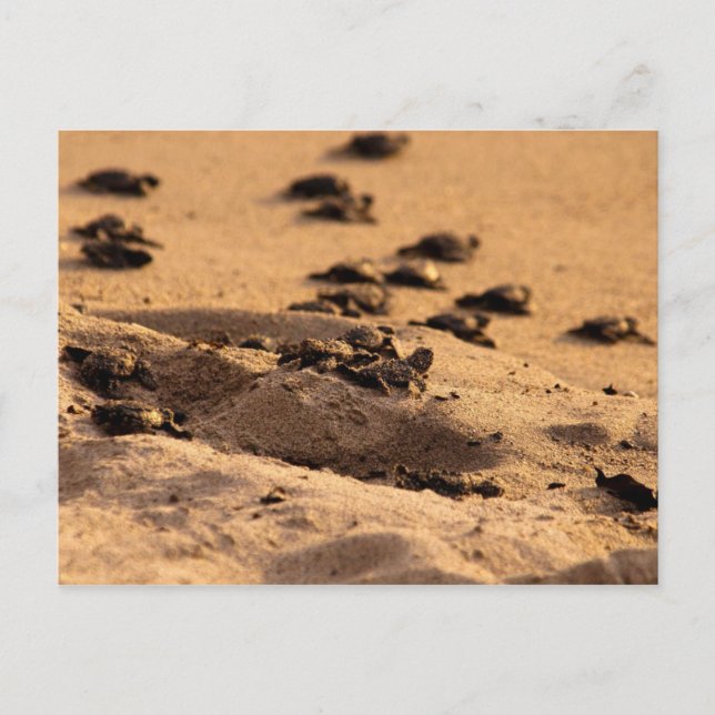 Postal Tortugas marinas (Anverso)