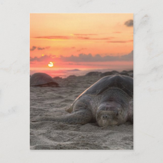 Postal Tortugas marinas al atardecer (Anverso)