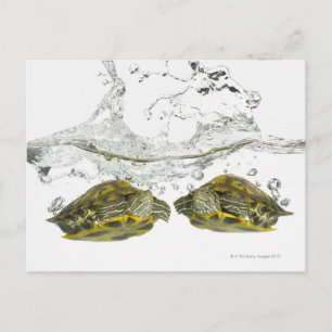 Postal Tortugas rojas