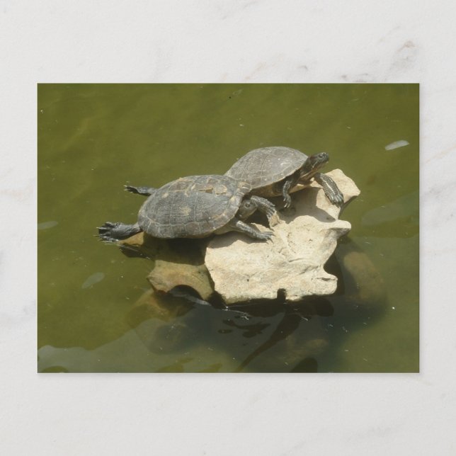 Postal Tortugas soleadas (Anverso)