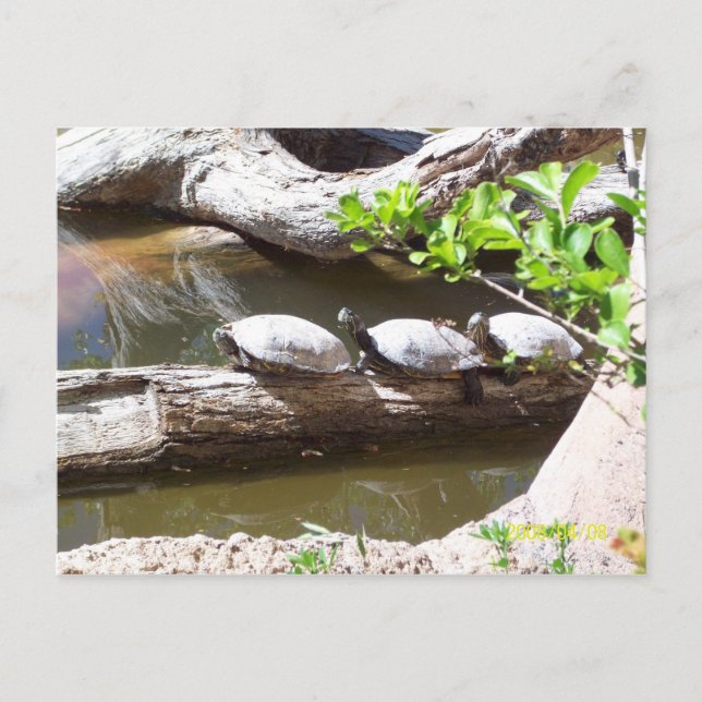 POSTAL ¡¡¡TORTUGAS, TORTUGAS, TORTUGAS!!! (Anverso)