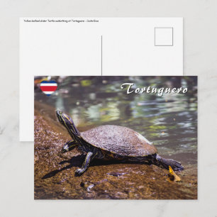 Postal Tortuguero - Tortuga de vientre amarillo