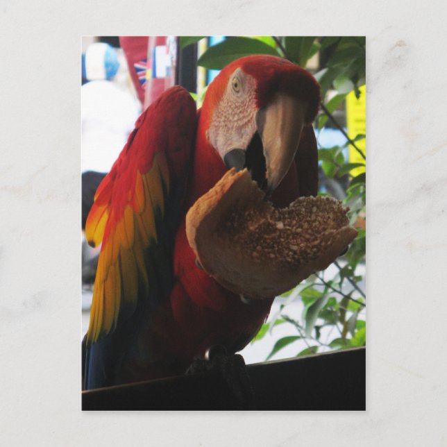 Postal Tostada de loro de Macaw escarlata (Anverso)