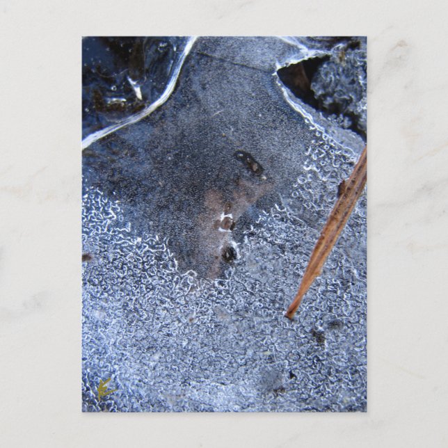 Postal Tótem Raven, Corvid de pájaro negro (Anverso)