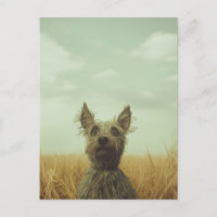 Toto gris en un campo de trigo