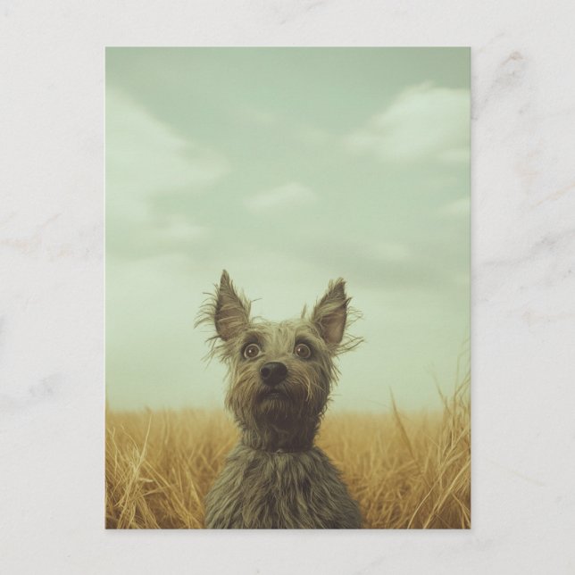 Postal Toto gris en un campo de trigo (Anverso)