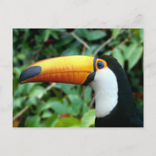 Postal Toucan Bebida Amarilla