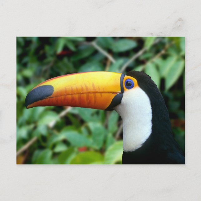 Postal Toucan Bebida Amarilla (Anverso)