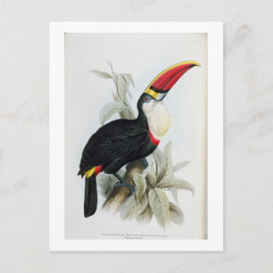 Postal Toucan de facturación roja, de 'A Monograph of the