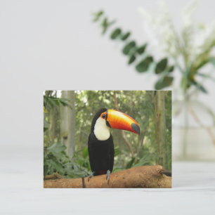 Postal Toucan en la rama del árbol