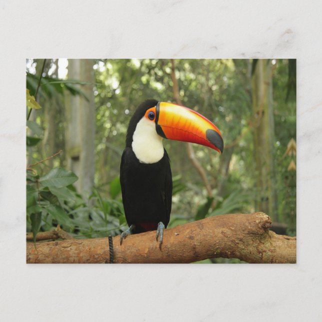 Postal Toucan en la rama del árbol (Anverso)