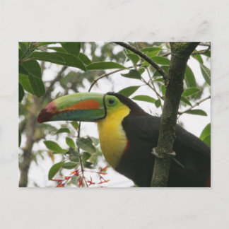 Postal Toucan in the Jungle