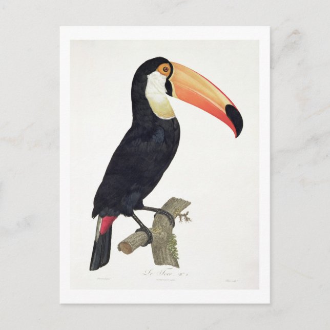 Postal Toucan No.2, de 'Historia de las Aves de Paradis (Anverso)