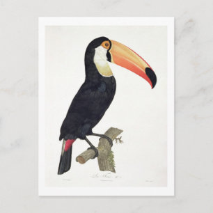 Postal Toucan No.2, de 'Historia de las Aves de Paradis