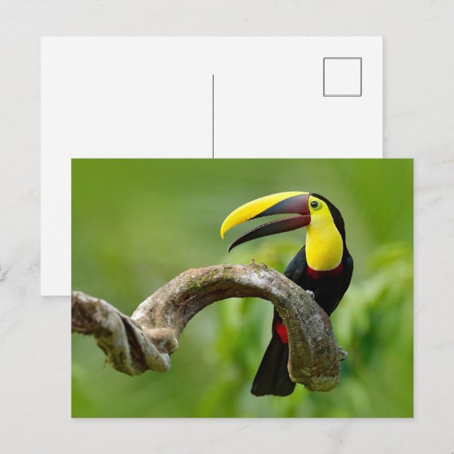 Postal Toucan sentado en la rama del bosque (Anverso / Reverso)