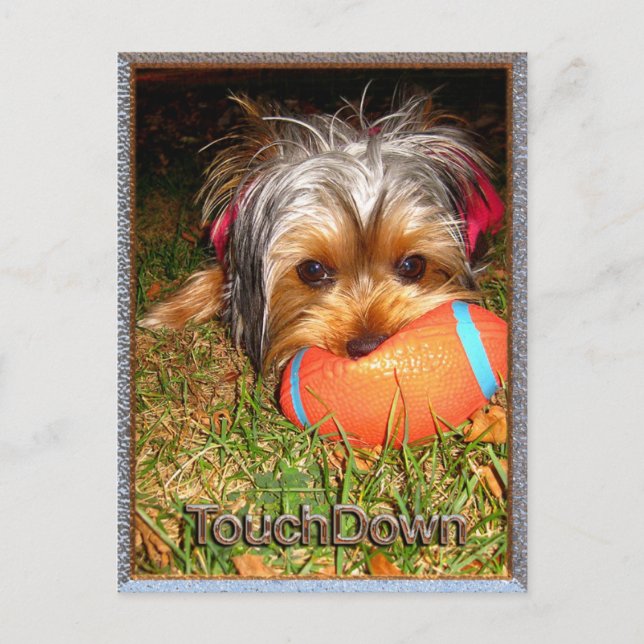 Postal TouchDown Yorkie (Anverso)