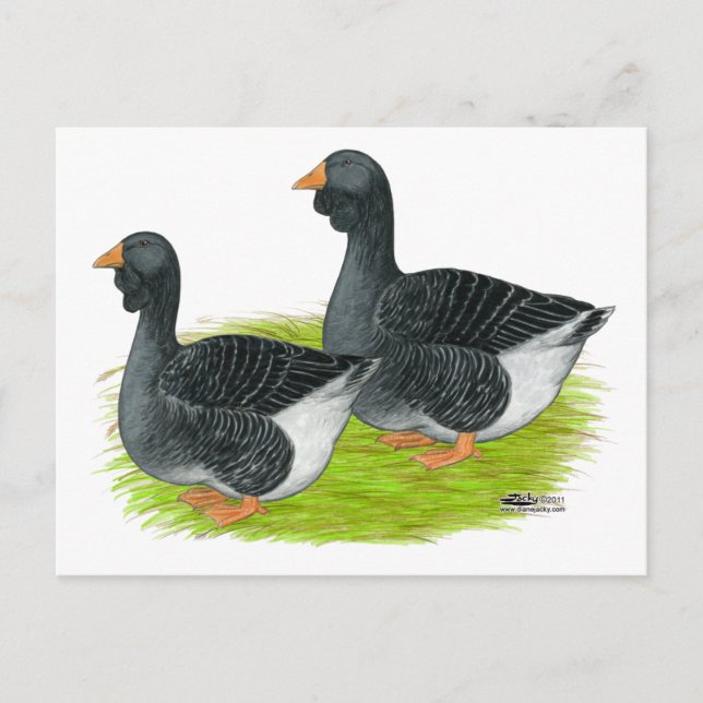 Postal Toulouse Dewlap Geese (Anverso)
