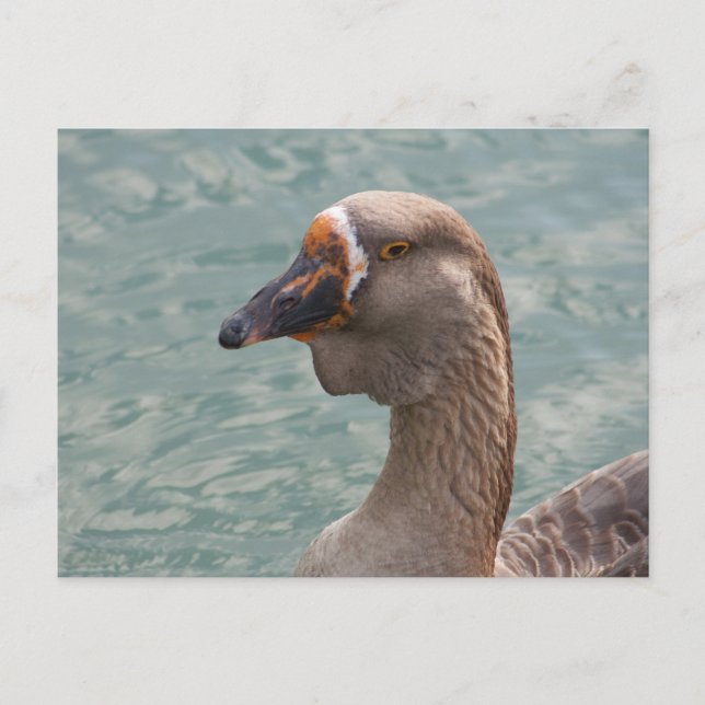 Postal Toulouse Goose (Anverso)