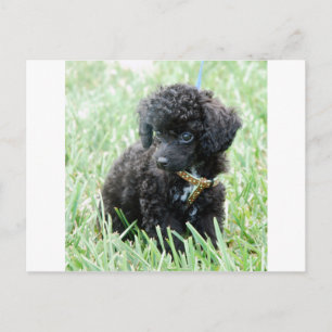 Postal Toy Poodle Puppy