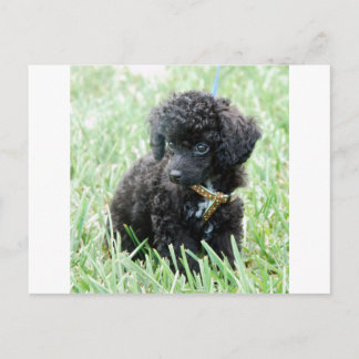 Postal Toy Poodle Puppy