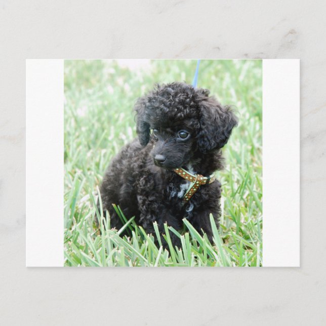 Postal Toy Poodle Puppy (Anverso)