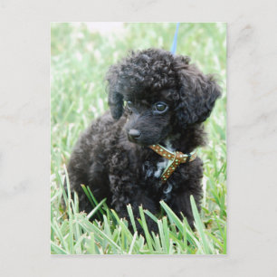 Postal Toy Poodle Puppy