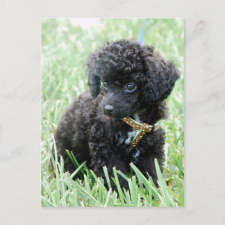 Postal Toy Poodle Puppy