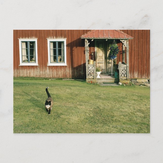 Postal Trabajaba una casa roja con un gato en el césped. (Anverso)