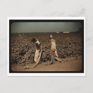 Postal Trabajadores de día recogiendo algodón, cerca de C