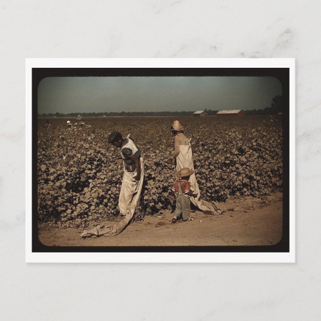 Postal Trabajadores de día recolectando algodón, cerca de (Anverso)