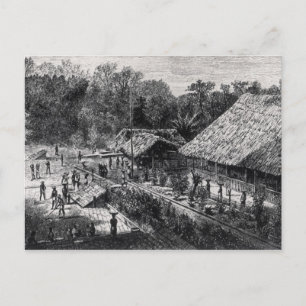 Postal Trabajadores en una plantación de café