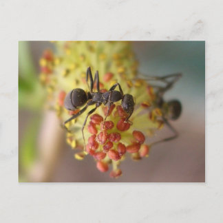 Postal Trabajar como una abeja