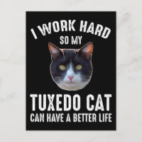 Trabajo Duro Para Que Mi Gato De Tuxedo Pueda Tene