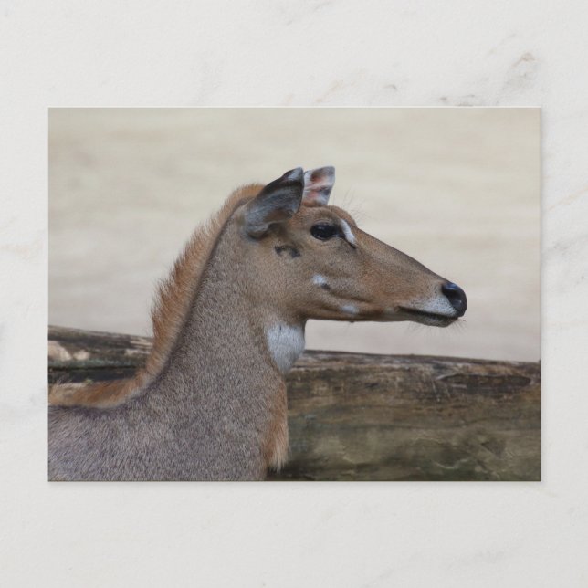 Postal Tragamelus boselaphus (Anverso)