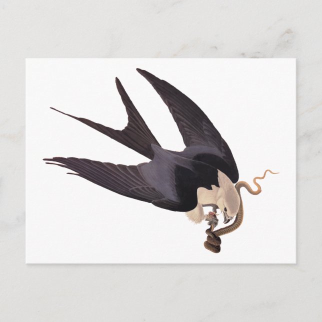 Postal Tragar el halcón de cola con el Audubon de la vend (Anverso)